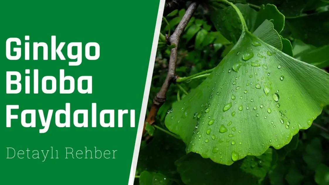 Para qué es bueno el ginkgo biloba